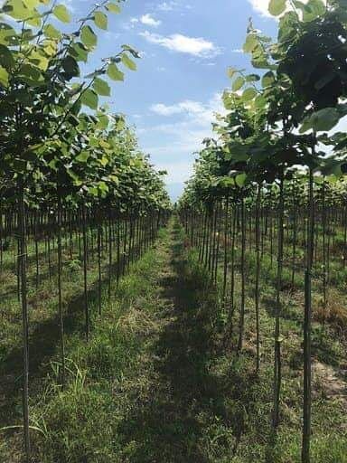 Mesteacan alb - Tei de floare- Platan - Frasin - Stejar