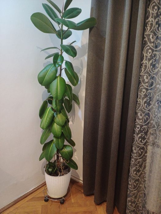 Flori naturale.Ficus