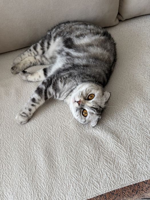 Кошка вислоухая