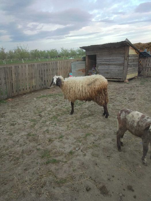 Vand 2 oi tinere carabase si o capra