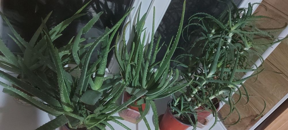 Комнатные цветы 1500