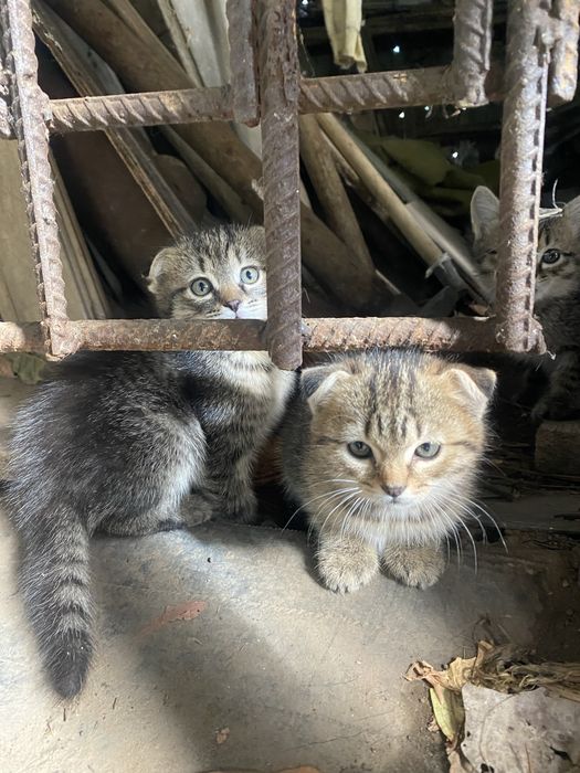 Срочно, котята в добрые пуки