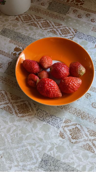 Клубника рассада