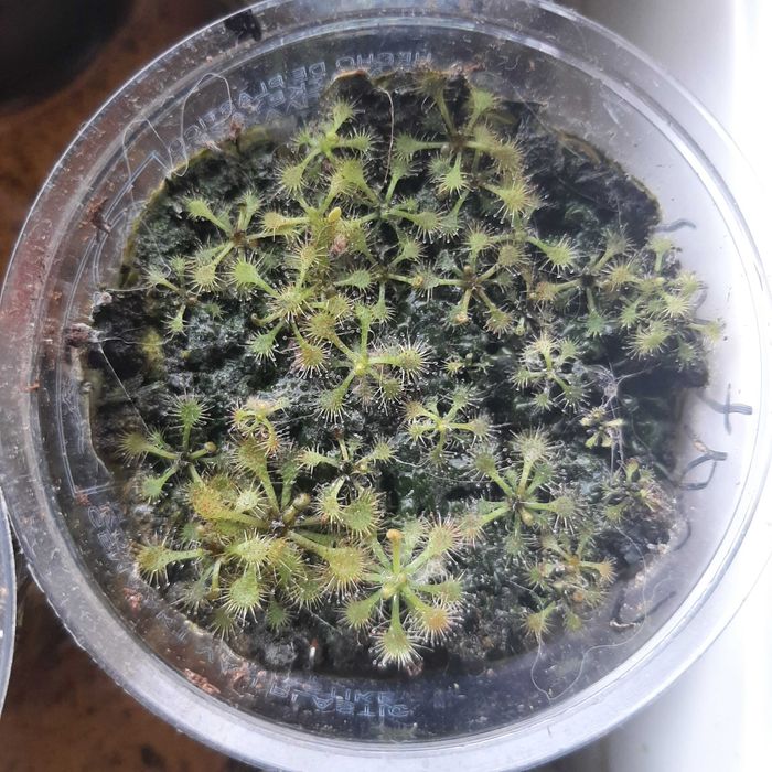 Росянка хищно растение