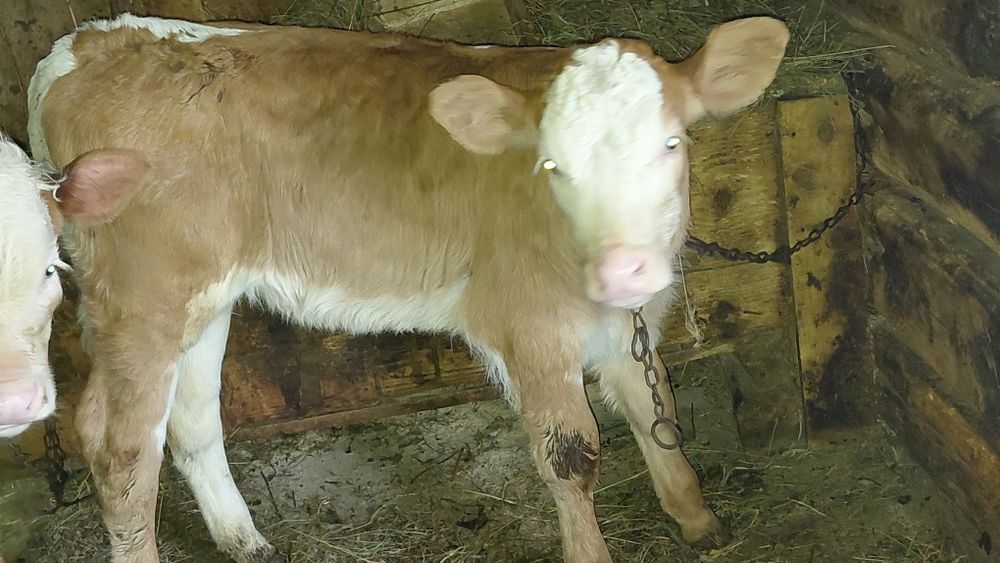 Vand vitea.        .