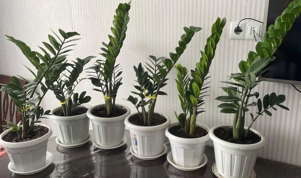 Замиокулькас, долларовое дерево  доллар гүлі