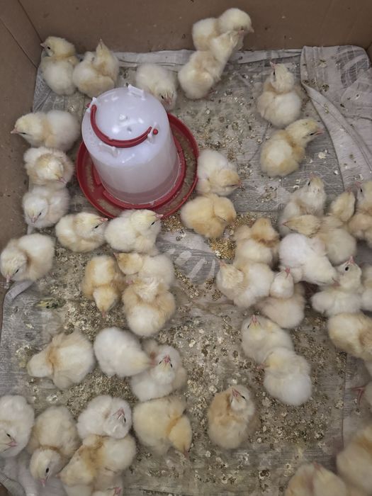 Цыплята,домашнии адлеры