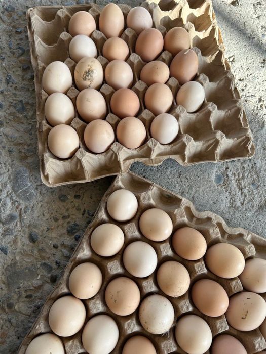 Яйцо Адлер, адлер жұмыртқасы