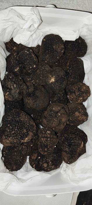 Черен Есенен Трюфел Продавам