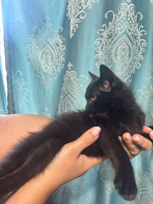 Котенок в хорошие руки