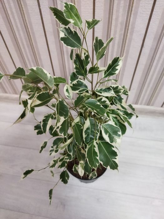 Комнатные цветы продам