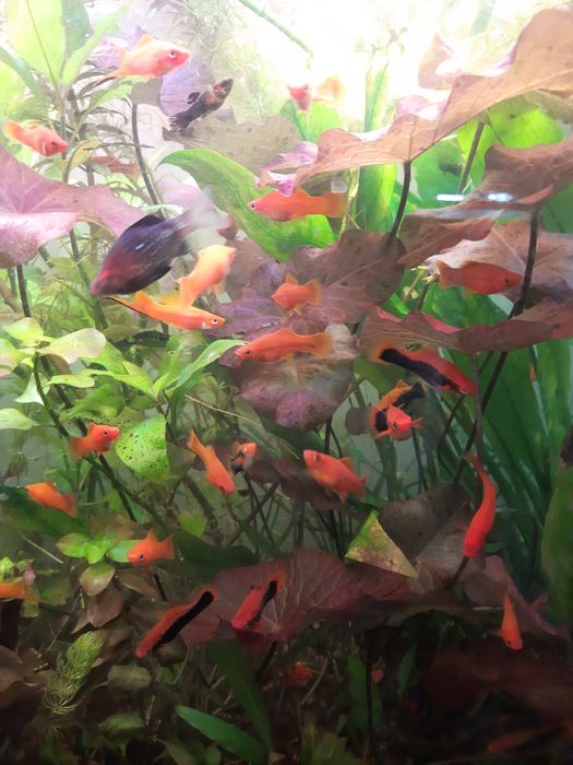 Продам аквариумных рыбок