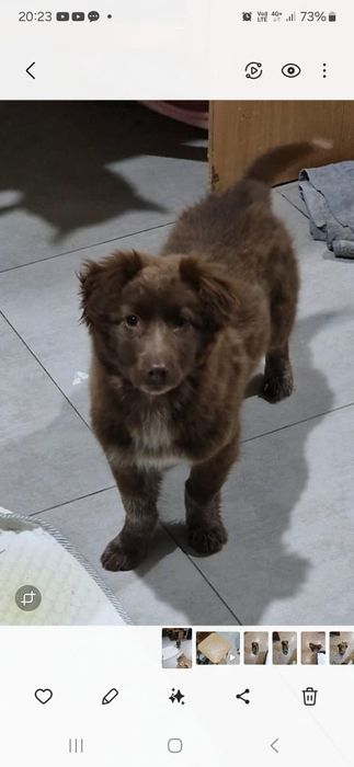 Потерялся щенок девочка