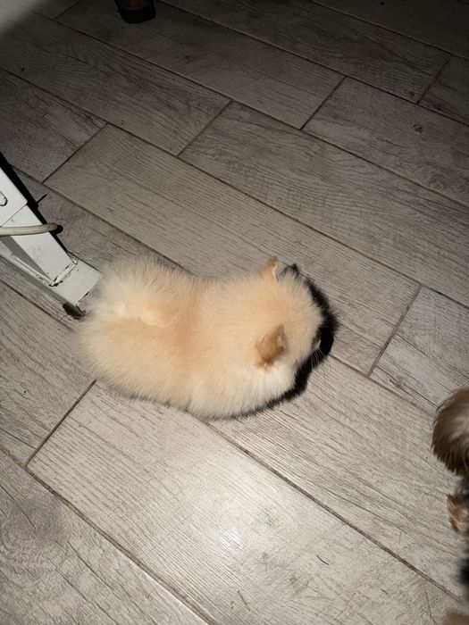 Pomeranian spitz mini toy