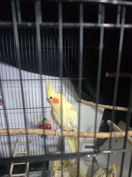 Сформированная пара Корелл для разведения