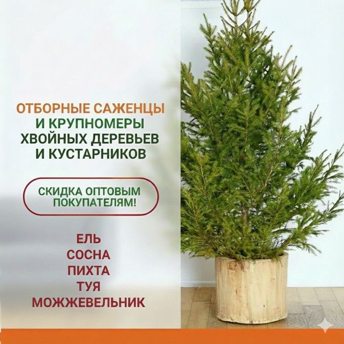 Саженцы в актобе