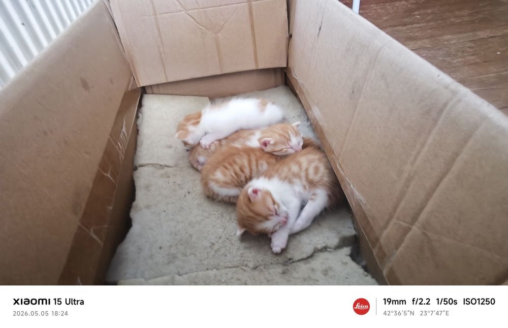 Подарявам малки котета!