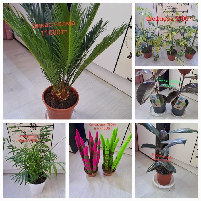 Комнатные растения