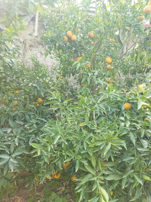 Мандарин апилсин Лимон кучатлари бор