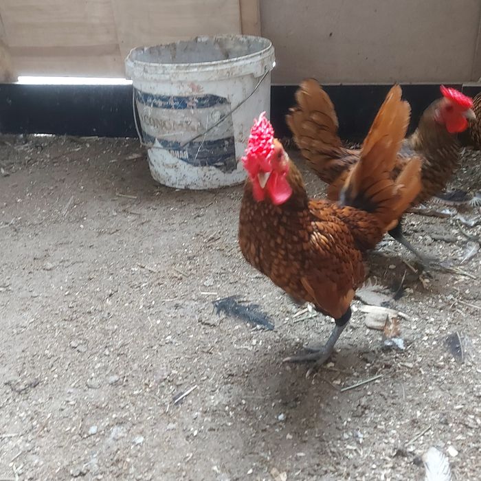 Сибрайт  сибрайт