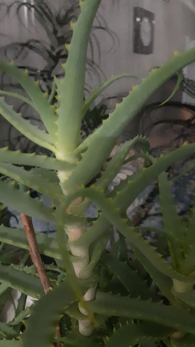 Алоэ лечебный цветок