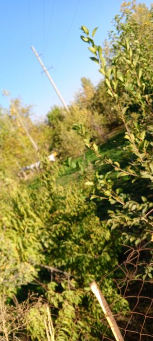 Yer sotiladi 6 soʻtik