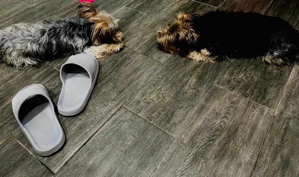 Малыш  Йоркширский терьерчик продам за 60 000