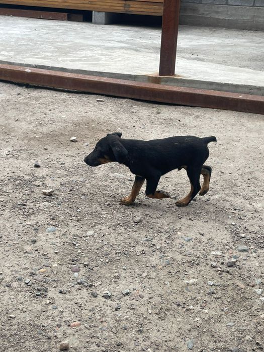 Ягтерьер продается