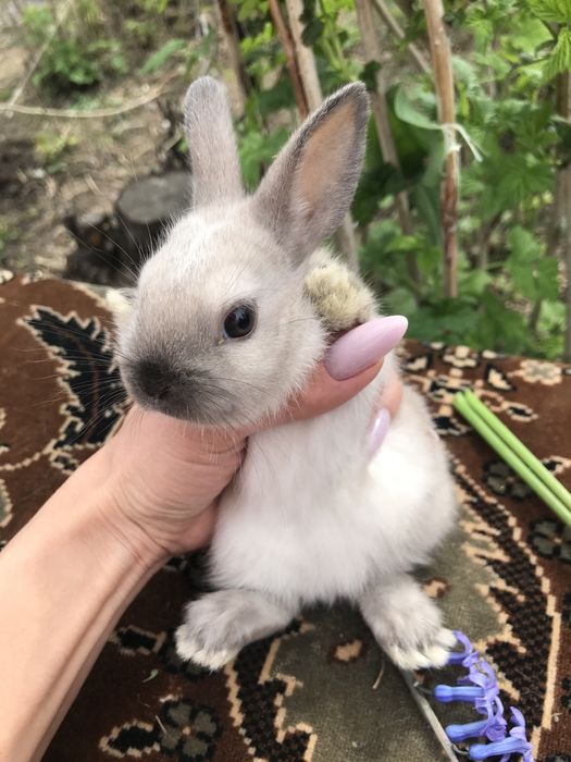 Кролики декоративные