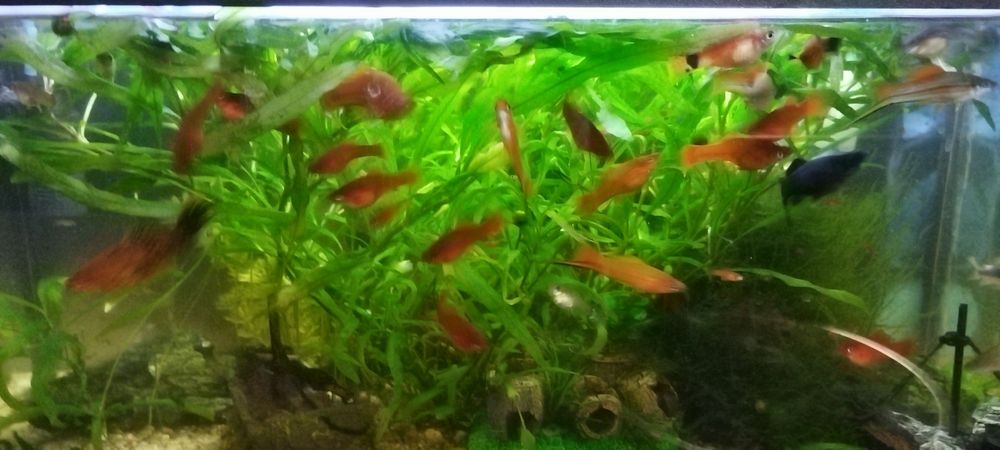 Vand pesti de acvariu