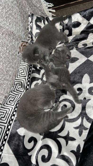 Котята вислоухи