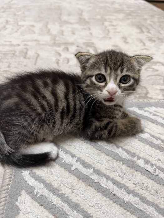 Котенок скотиш фолд