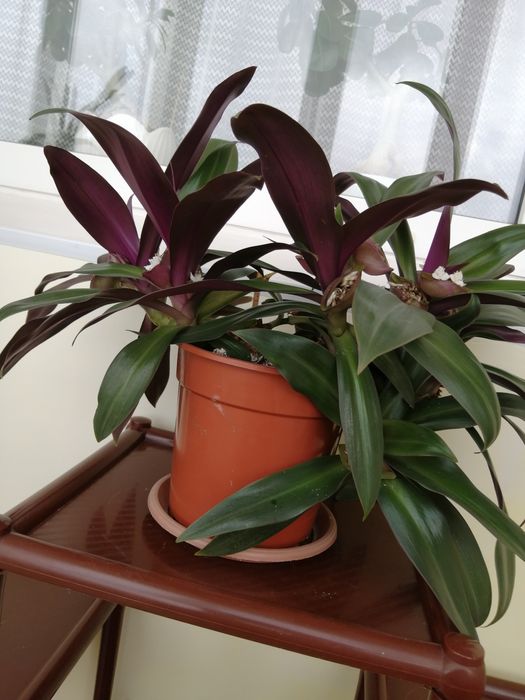 Продам комнатный цветок.