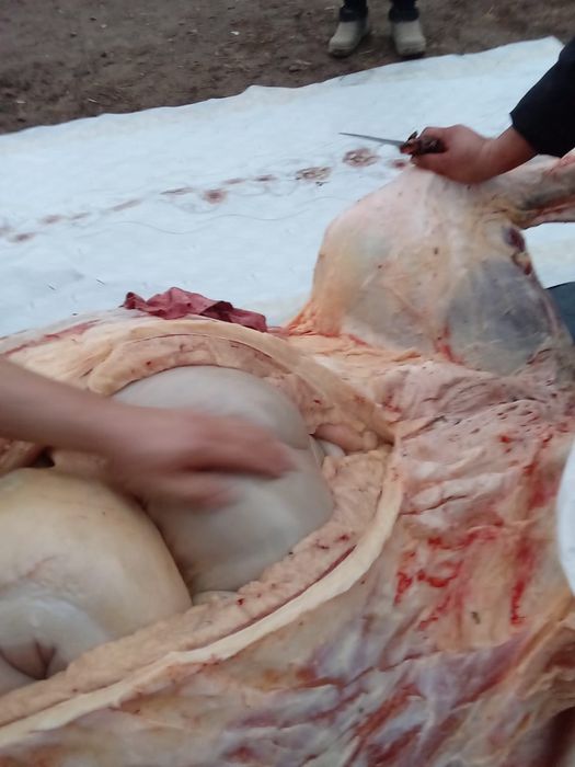 Соғым(откорм) жас биелер сатылады