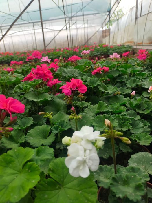 Герань, цикламена, примула, цинерария, бигуня есть в наличии!  ОПТОМ!