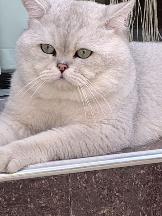 Продается чистокровная шиншила