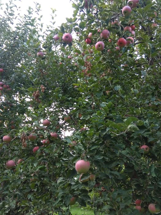 Продам яблочный сок