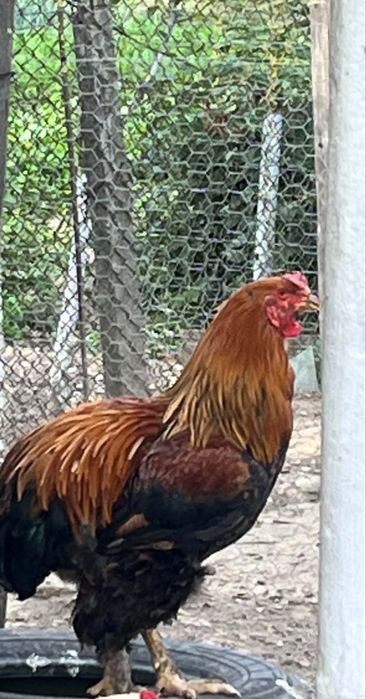 Vand cocos Brahma