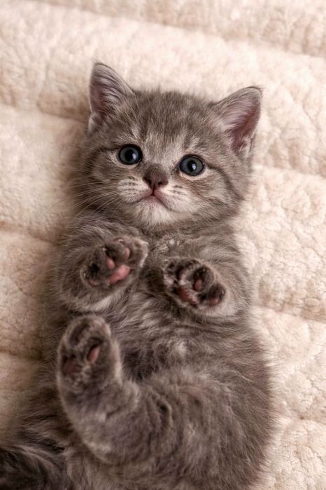 Продам котят, в хорошие руки