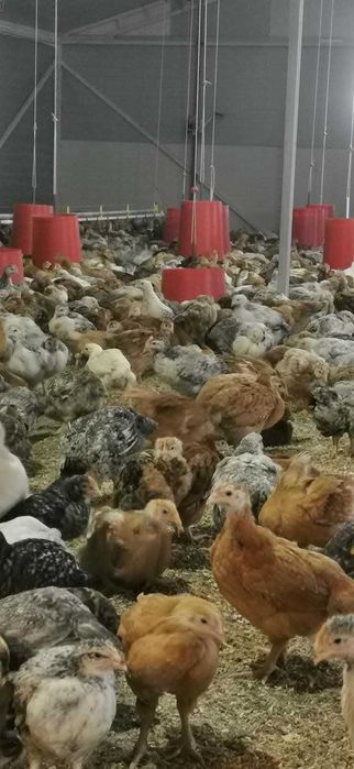 Vând pui de 3 săptămâni