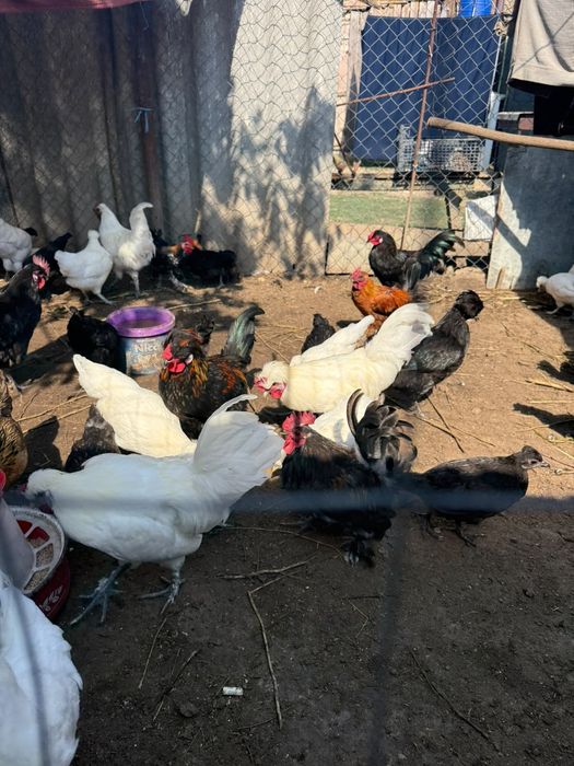 Găinușe pitici hibride între moțată olandeza și cochinchina pitica!