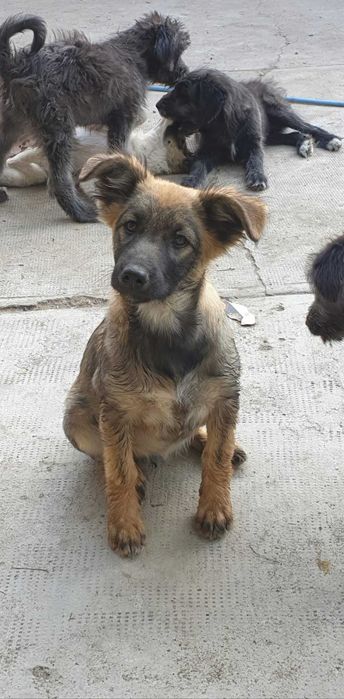 Donez cățeluși adorabili