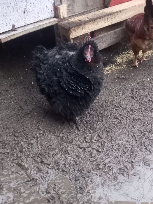 Продам кур. Село Узынагаш. Можете приехать посмотреть