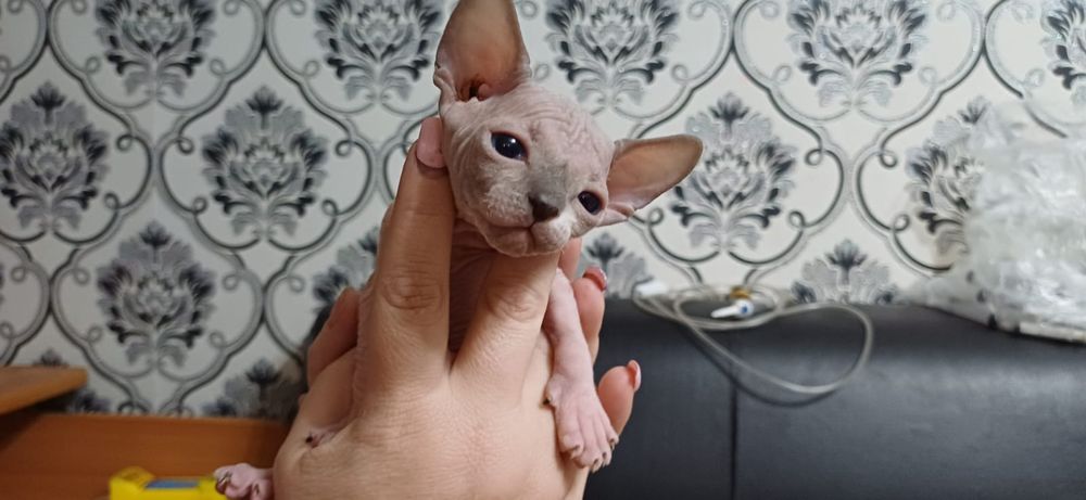 Продам котят сфинксов