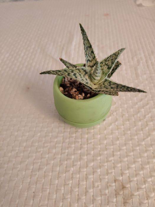 Продам алоэ декоративное