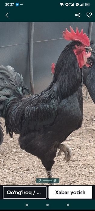 Жужалар сотилади