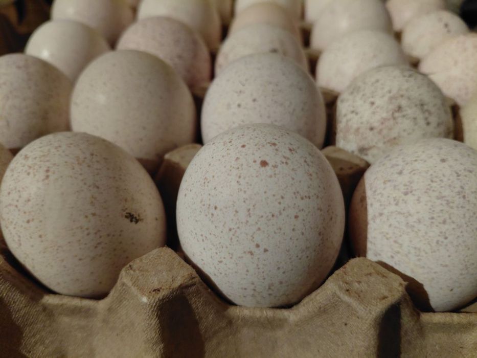 Индюшинные яйца