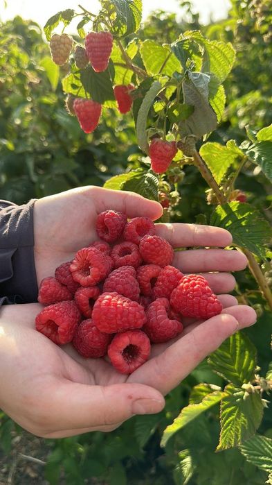 Рассада  клубники. Малины Продам