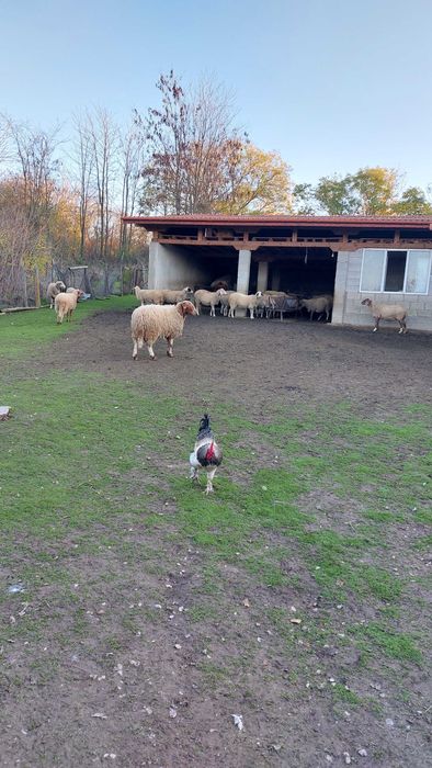 Заплодени, млади овце