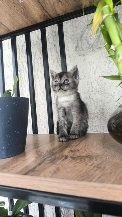 Продается шотландский котенок